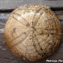 sea urchin fossil