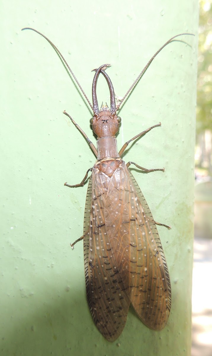 Dobsonfly