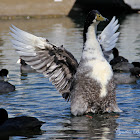 (Male) Swedish Blue Duck