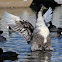 (Male) Swedish Blue Duck