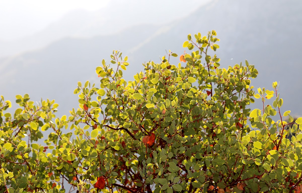 Mariposa manzanita