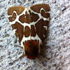 Great Tiger Moth (Garden Tiger Moth)