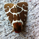 Great Tiger Moth (Garden Tiger Moth)