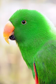 Parrot HD Wallpaperのおすすめ画像2