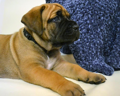 购买boerboel壁纸(圖7)-速報App