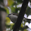 White - browed Shrike Babbler - Female