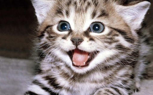 免費下載個人化APP|Cute Kitten Wallpaper app開箱文|APP開箱王