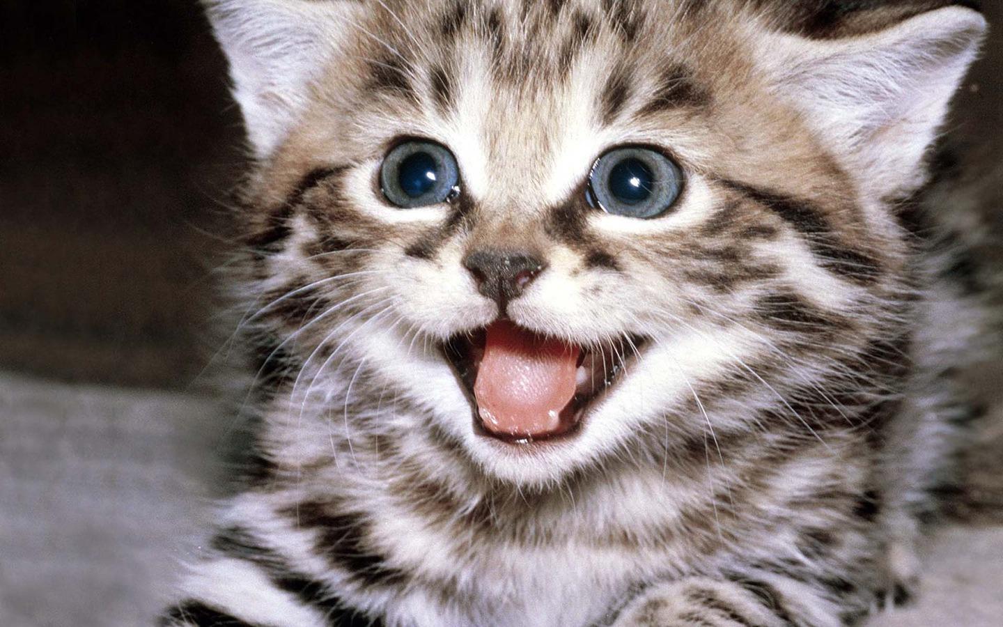 Cute Kitten Wallpaper Apl Android Di Google Play