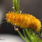 Crimson-bodied Lichen Moth Caterpillar