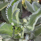 Mother of Thousands, Alligator Plant, or Mexican Hat Plant