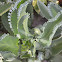 Mother of Thousands, Alligator Plant, or Mexican Hat Plant