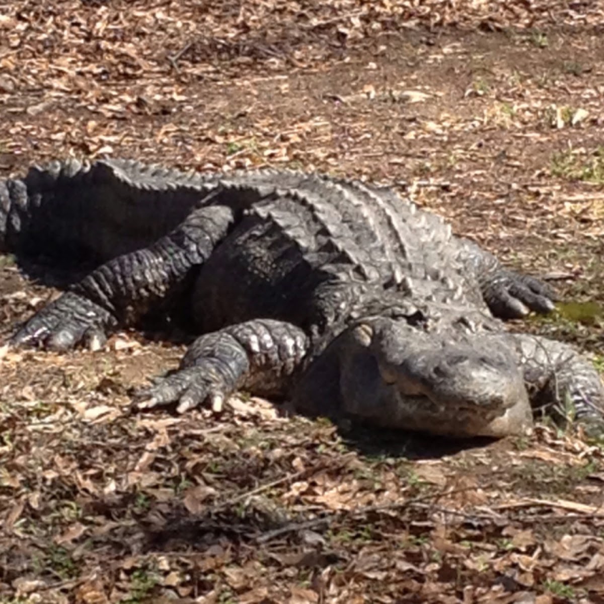 American alligator