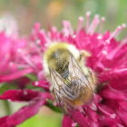 Yellow headed bumblebee