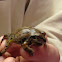 Strekers chorus frog