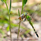 Eastern Pondhawk 'Green Dragonfly'