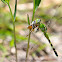Eastern Pondhawk 'Green Dragonfly'