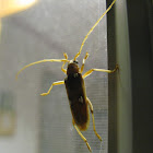 Ivory-Marked Beetle