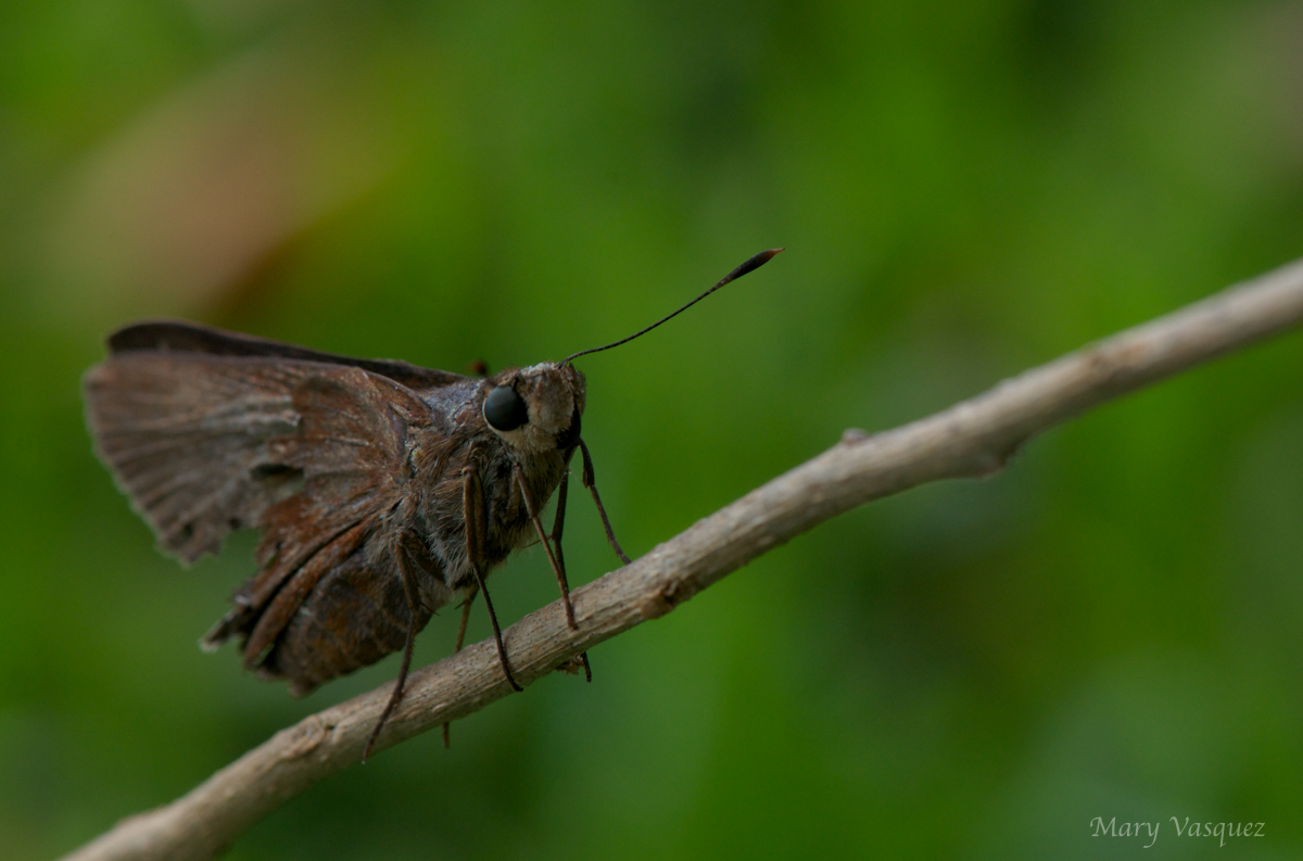 Woodland Skipper Butterfly
