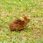 Carolina Marsh Rabbit