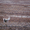 Svalbard Reindeer