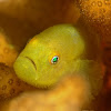 Yellow Hairy Goby