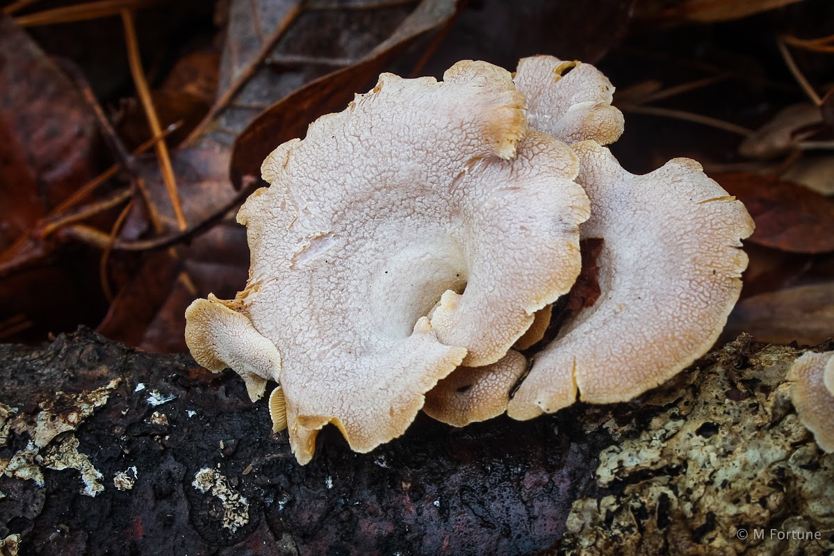 Luminescent Panellus