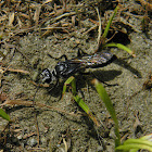 black digger wasp