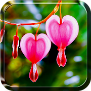 Heart Flower Live Wallpaper  Icon