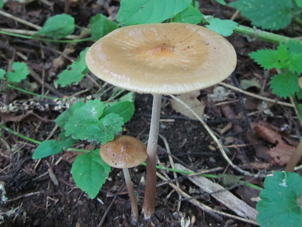 Deep Root mushroom