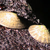 plate limpet