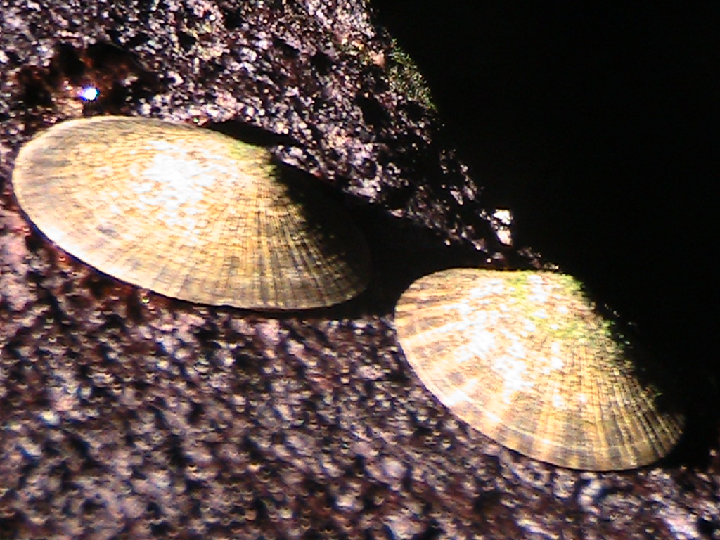 plate limpet