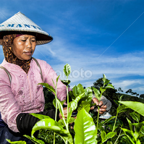 Pemetik Daun Teh by Nugroho Kristanto - People Portraits of Women