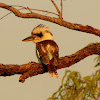 Laughing Kookaburra