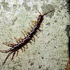 Brown centipede,Centopeia