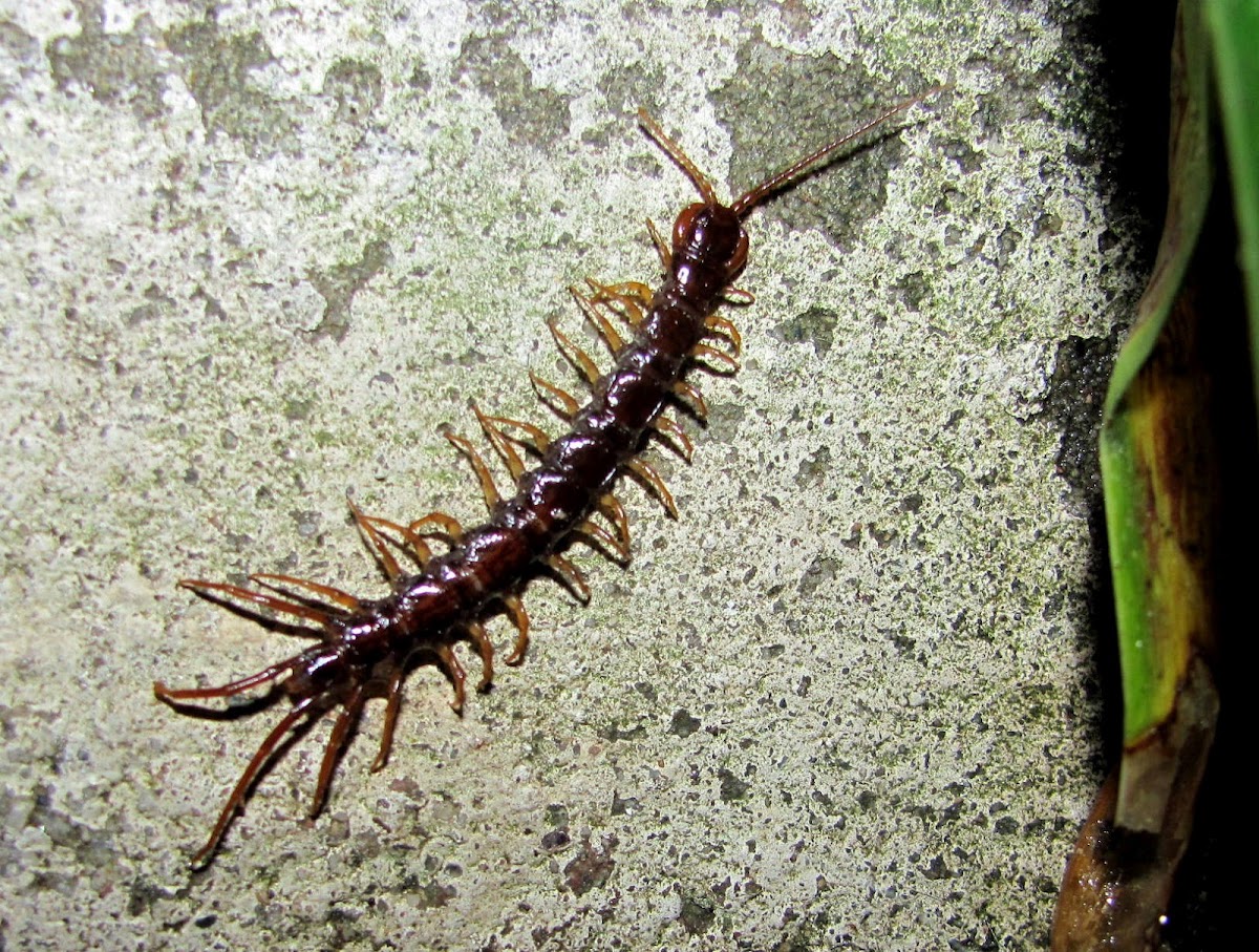 Brown centipede,Centopeia