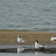 Forster's Tern