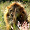 Lion, hiding in grass
