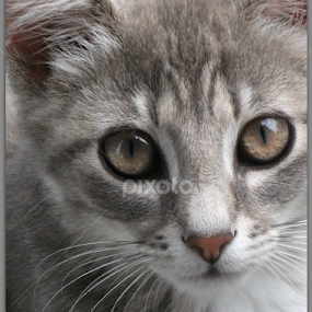 George by Taunia Maple - Animals - Cats Portraits