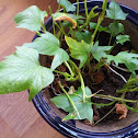 红薯苗 Sweet potato seedlings