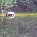 Schmuckschildkröte
