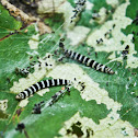 Redbud Leafroller Caterpillar