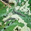 Redbud Leafroller Caterpillar
