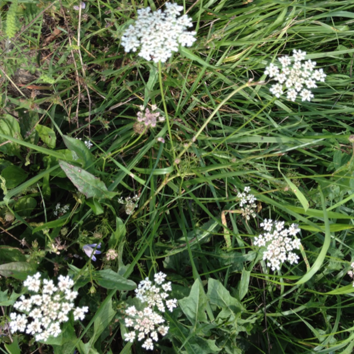 Queen Anne's Lace (wild carrot)
