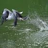 White Bellied Sea Eagle