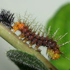 Tawny Coster caterpillar