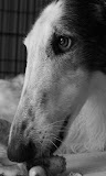 拉布拉多猎犬壁纸