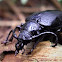 Ground Beetle (unidentified)