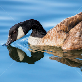 Blue Goose Reflecting by Bill Tiepelman - Animals Birds