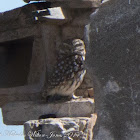 Little Owl; Mochuelo Común