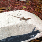 Brown Anole